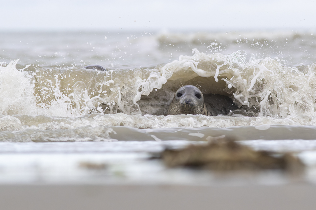 Sous la vague