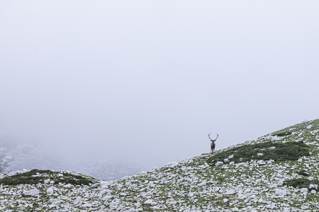 Libre dans son royaume