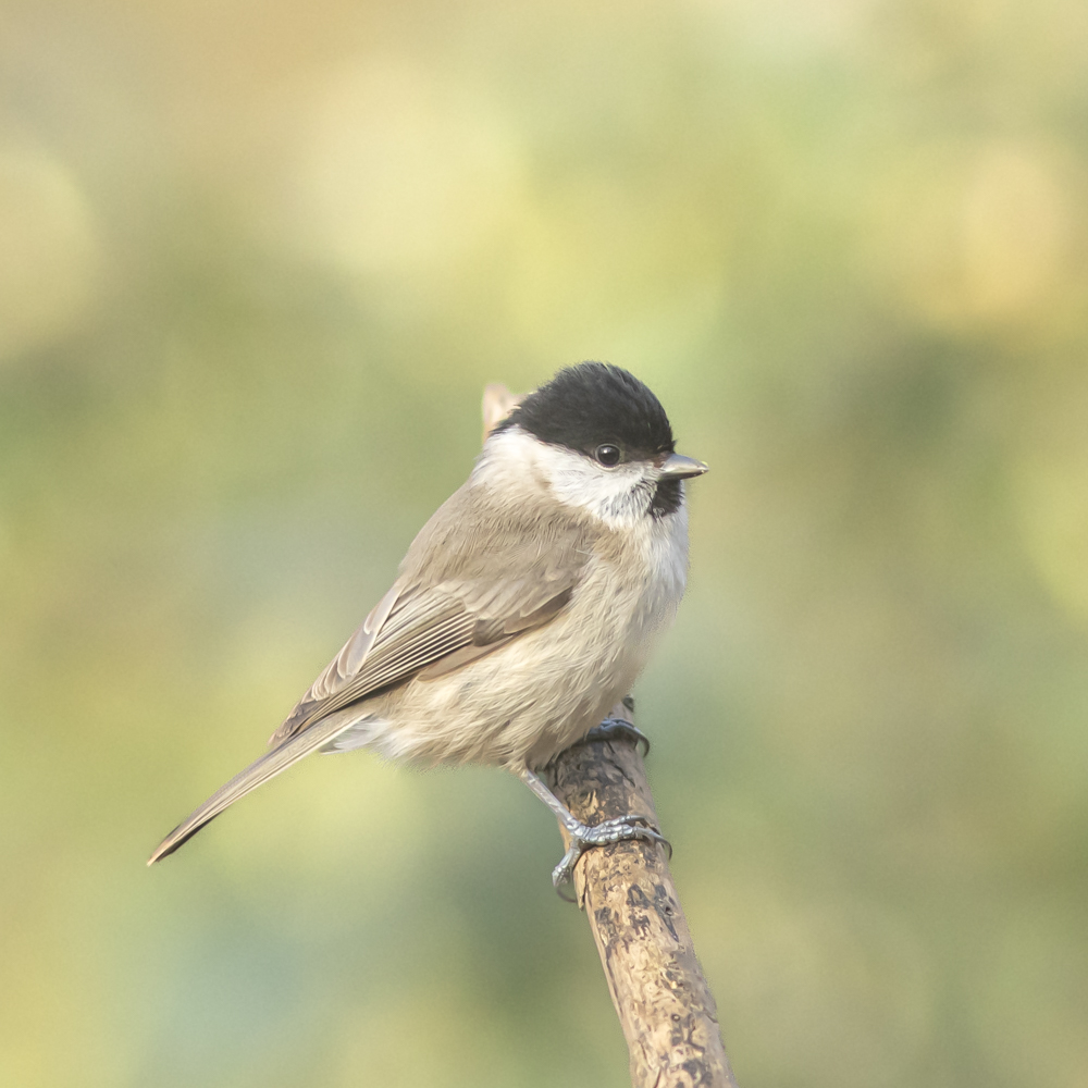 Mésange nonette