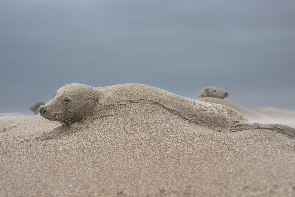 Sculpture de sable