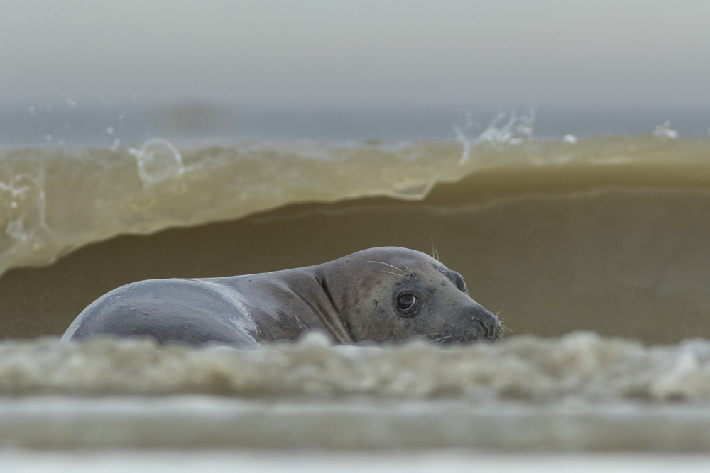 Le phoque et la vague