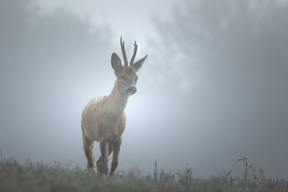 Sortie du brouillard