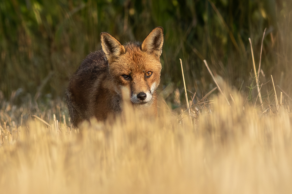 Le renard borgne