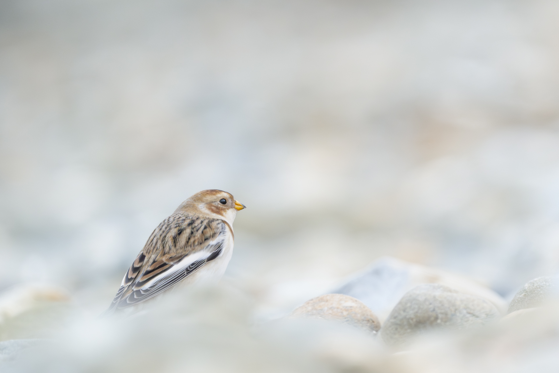 Le Bruant des neiges.