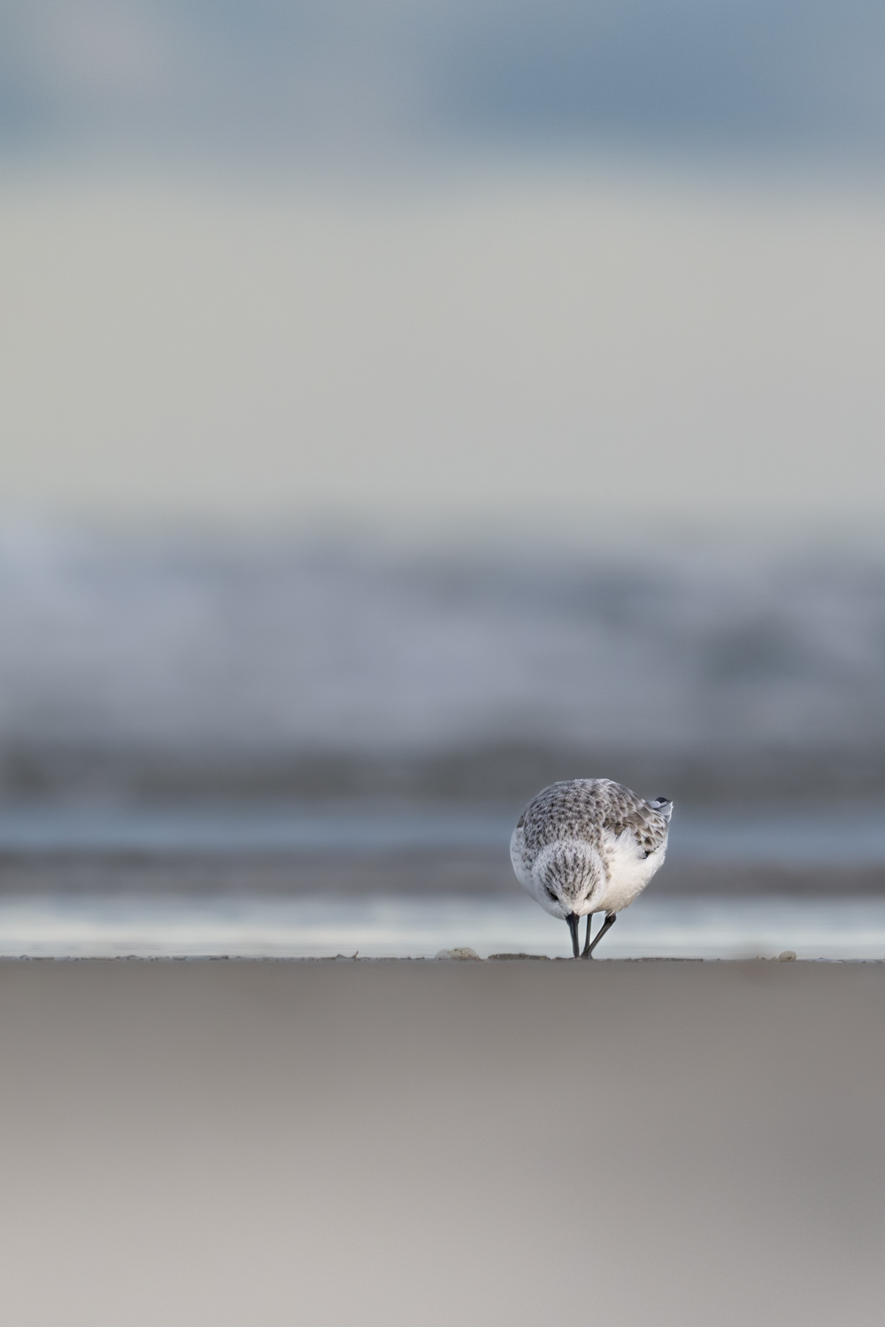 Le bécasseau Sanderling