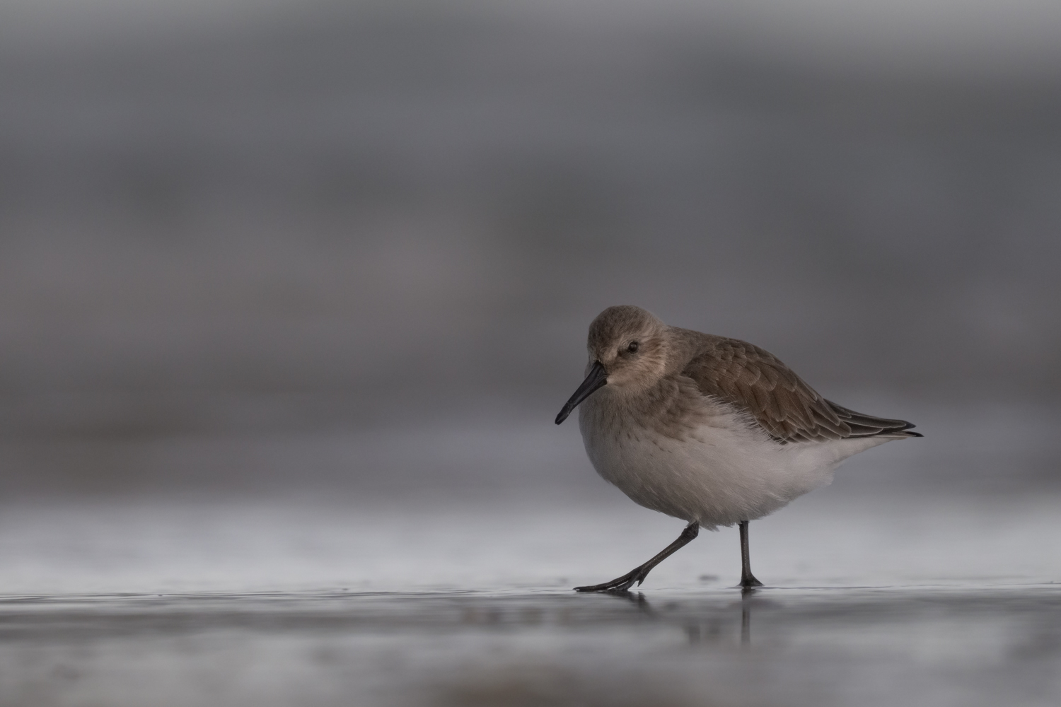 Les bécasseaux d’Opale