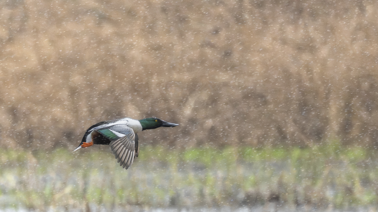 Le canard souchet sous la pluie