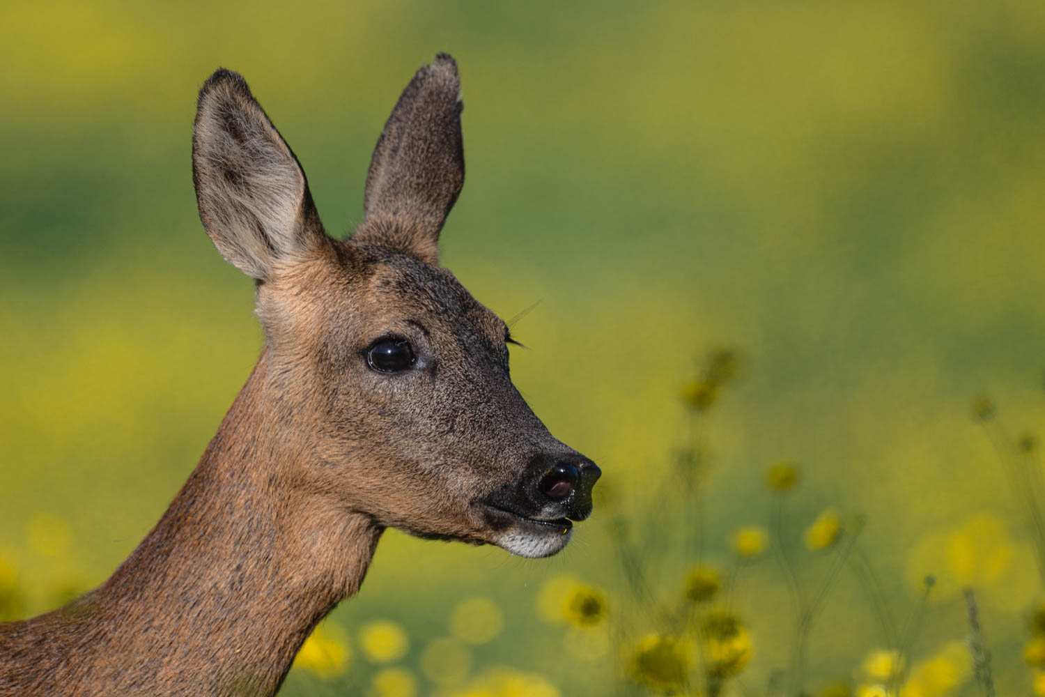 Une belle rencontre
